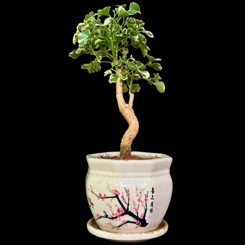 VARIEGATED ARALIA